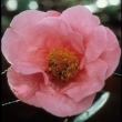 Lianrui